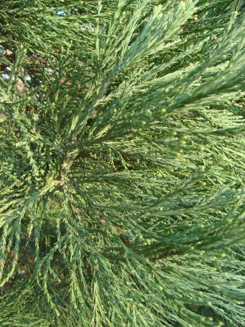 Sequoiadendron giganteum rameau